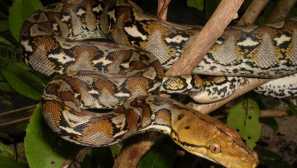 7 Животни, забранени да запазят у дома си от 1 януари 2020 г